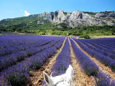 France-Provence-Provence Lavender Road
